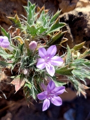 Langloisia setosissima setosissima