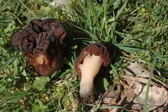 Gyromitra esculenta