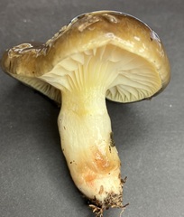 Hygrophorus hypothejus