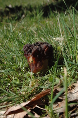 Gyromitra esculenta