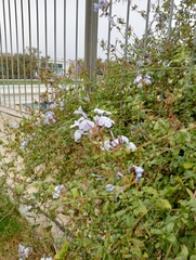 Plumbago auriculata
