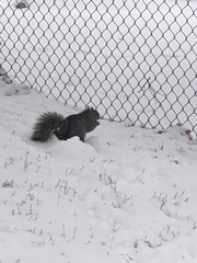 Sciurus carolinensis