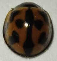 Coelophora inaequalis