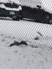 Sciurus carolinensis