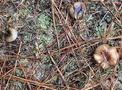 Hygrophorus hypothejus