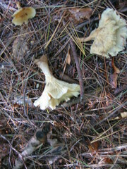 Ampulloclitocybe