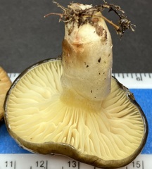 Hygrophorus hypothejus