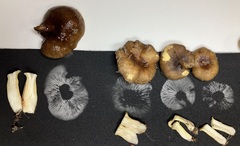 Hygrophorus hypothejus