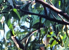 Cyclopsitta diophthalma