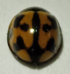 Coelophora inaequalis