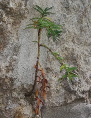 Eibe (Taxus baccata): Herkunft und Verwendung — Foto 2