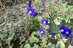 Phacelia parryi
