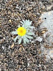 Thymophylla micropoides