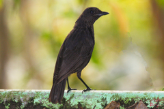 Myophonus borneensis