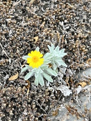 Thymophylla micropoides