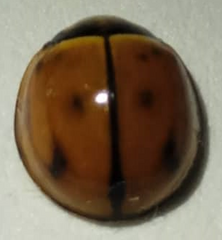 Coelophora inaequalis