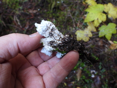 Peltigera leucophlebia