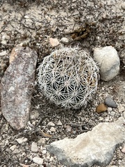 Coryphantha echinus