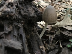 Volvariella
