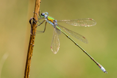 Lestes virens