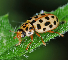 Anisosticta novemdecimpunctata