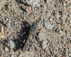 Trimerotropis verruculata