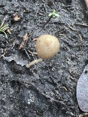 Conocybe tenera
