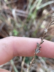 Chasmanthium sessiliflorum