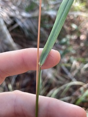 Chasmanthium sessiliflorum