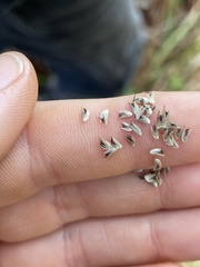 Chasmanthium sessiliflorum