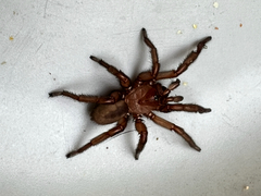 Myrmekiaphila comstocki