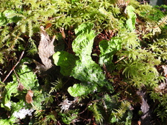Peltigera leucophlebia