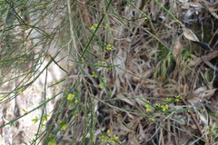 Cytisus scoparius image