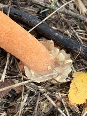 Lysurus periphragmoides