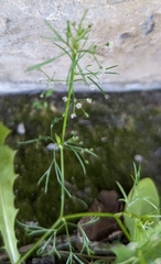 Cyclospermum leptophyllum