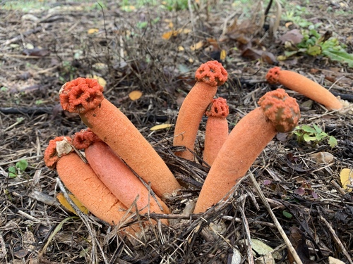 Lysurus sphaerocephalus