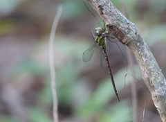 Triacanthagyna trifida