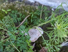 Cyclospermum leptophyllum