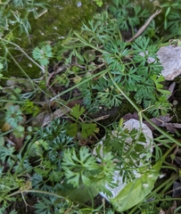 Cyclospermum leptophyllum