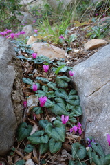 Cyclamen repandum