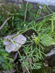 Cyclospermum leptophyllum