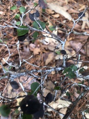 Vaccinium arboreum