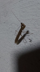 Musoniella