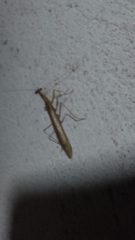 Musoniella