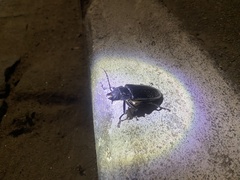 Mallodon spinibarbis