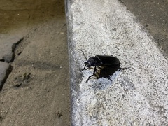 Mallodon spinibarbis