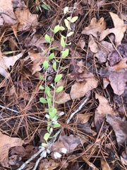 Sericocarpus tortifolius