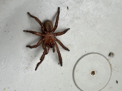 Myrmekiaphila comstocki