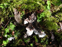 Peltigera leucophlebia