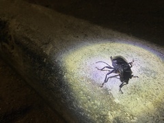 Mallodon spinibarbis